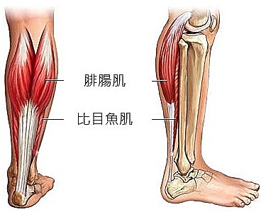 告別粗壯蘿蔔腿!先搞懂小腿肌,瘦小腿秘訣不藏私!
